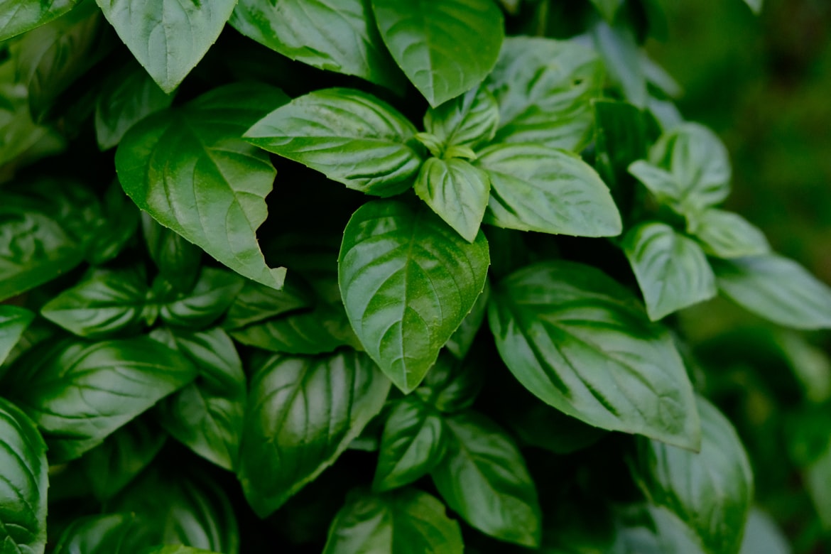 Dokumentasi Kebun TOGA Warga Purus