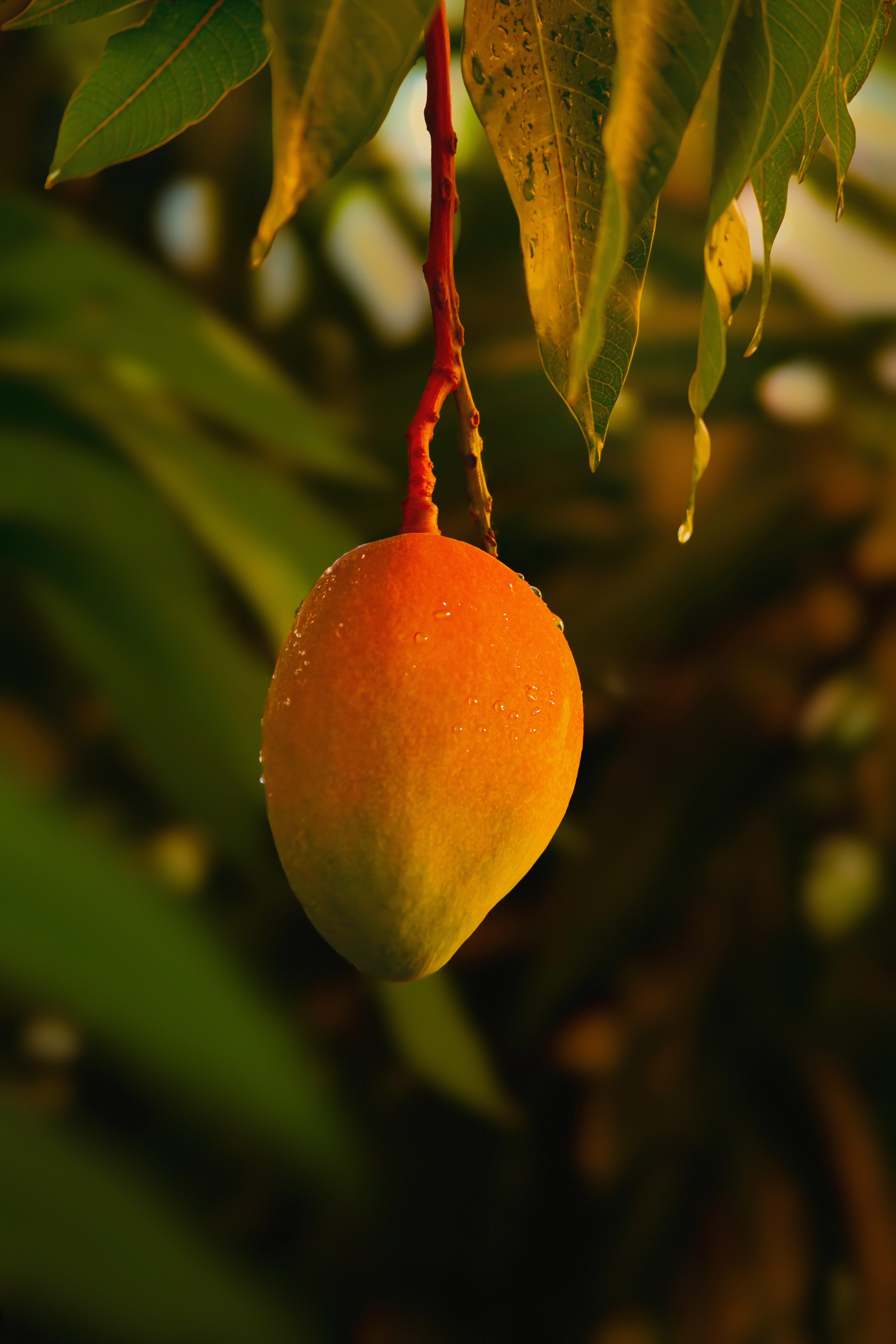 Kegunaan Daun Sirih dalam Pengobatan Tradisional