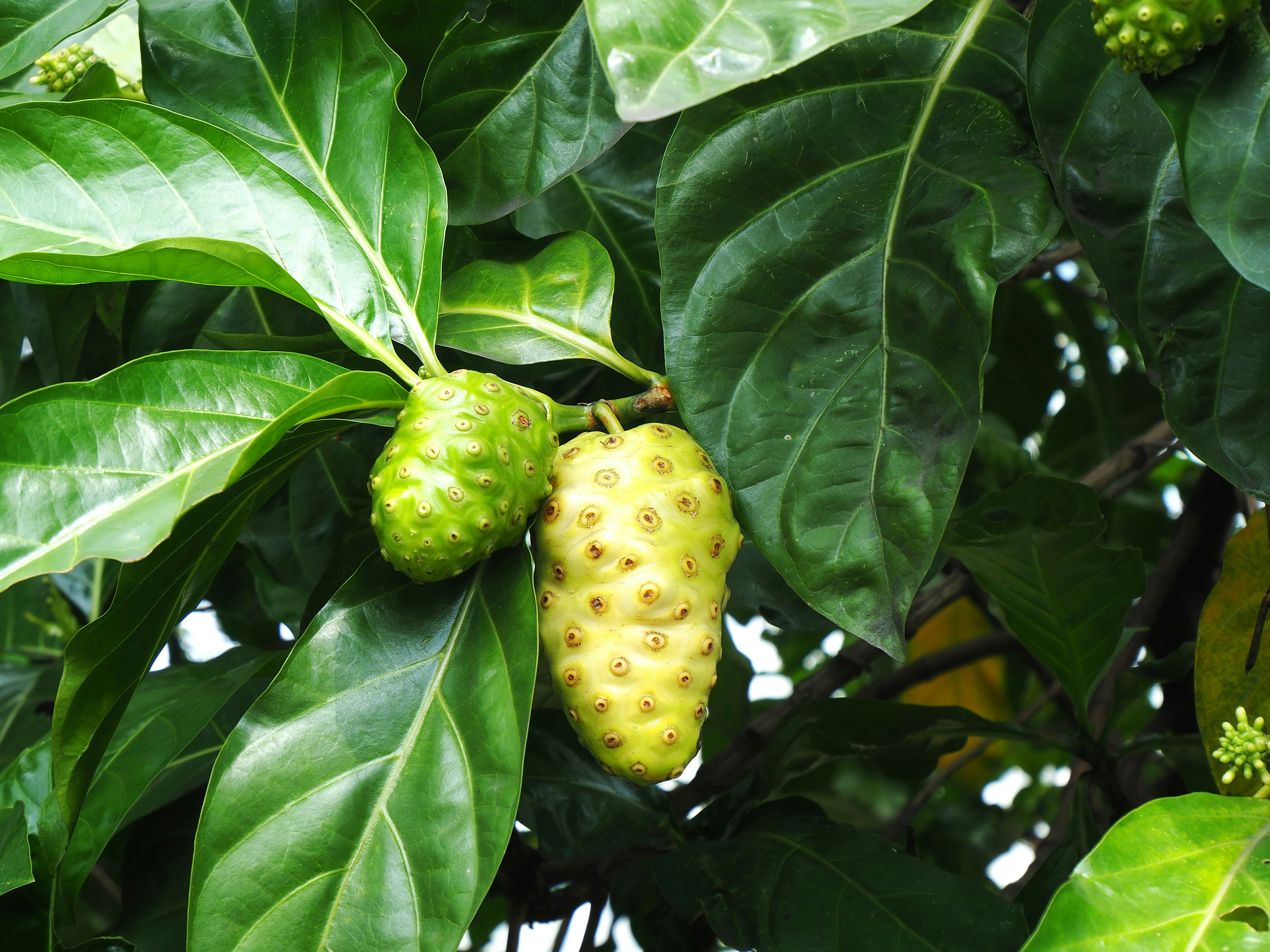 Mengkudu