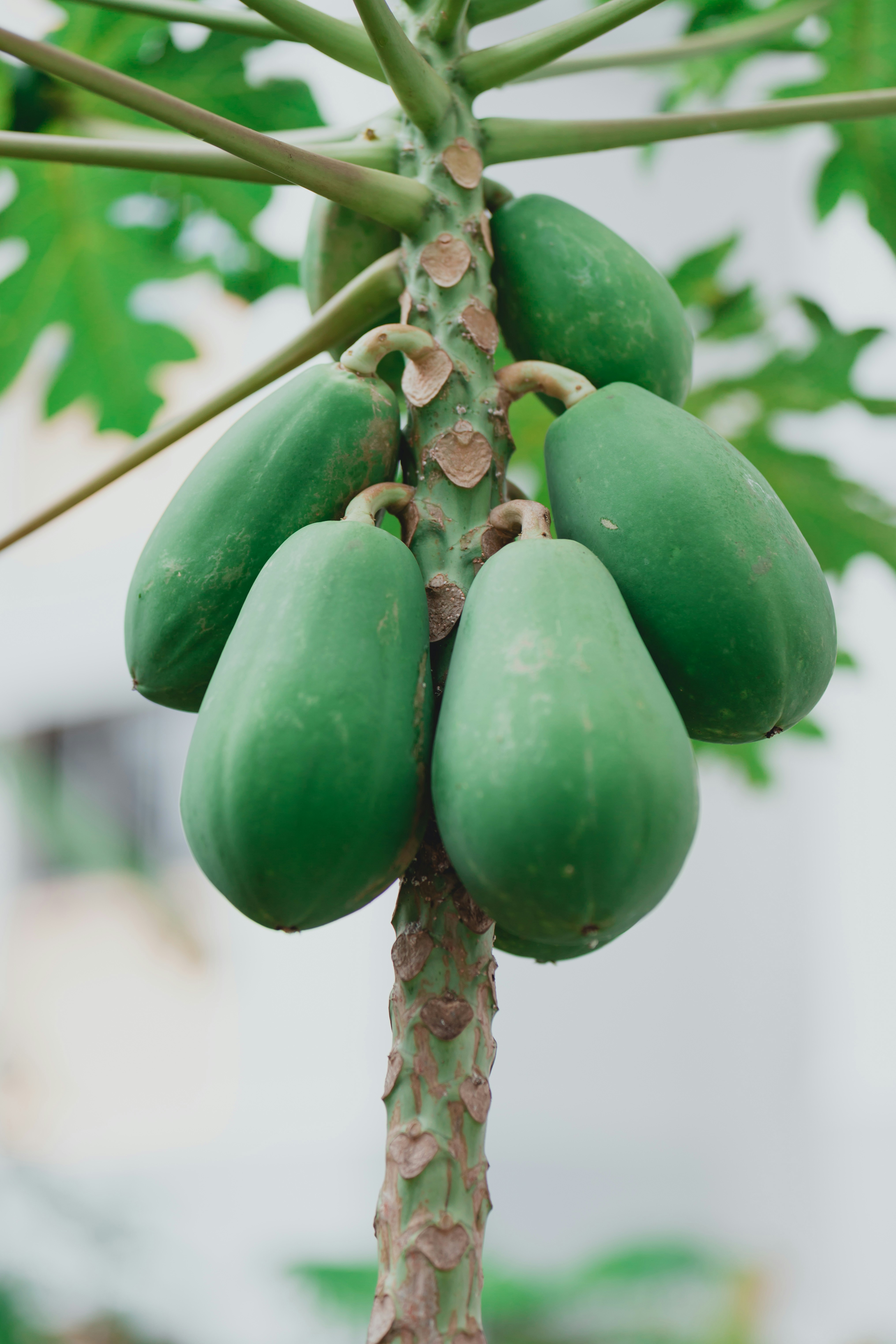 Pepaya